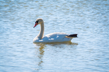 Graceful white Swan swimming in the lake, swans in the wild. Portrait of a white swan swimming on a lake.