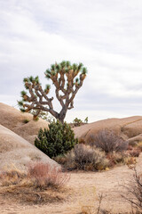 Joshua Tree National Park