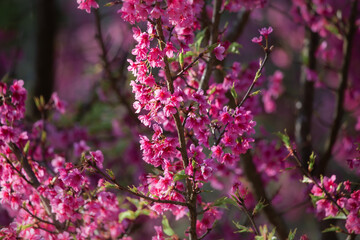 Pink cherry blossoms in full bloom, looking dense, giving a feeling of abundance.