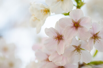 桜の花びら　拡大