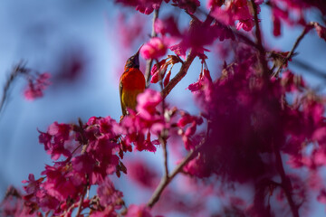 Pink cherry blossoms in full bloom, looking dense, giving a feeling of abundance.