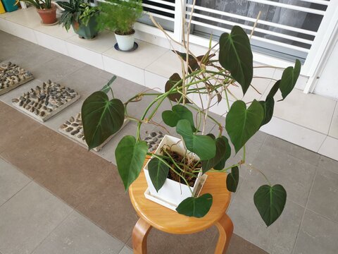 The Leafy Philodendron Micans Plant
