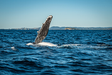 Whale showing off pec fin during a whale watching tour on the Tweed Coast, NSW