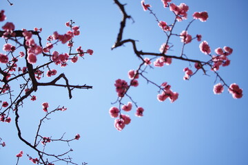 メジロと梅の花