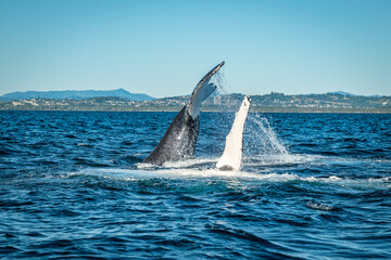 Whales showing off tail and pec fin during a whale watching tour on the Tweed Coast, NSW