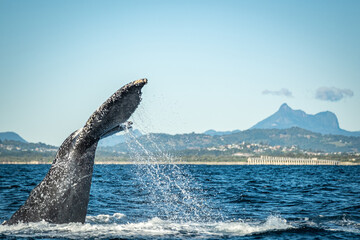 Whale tail in front of Mount warning during a whale watching tour on the Tweed Coast, NSW