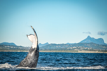 Whale tail in front of Mount warning during a whale watching tour on the Tweed Coast, NSW