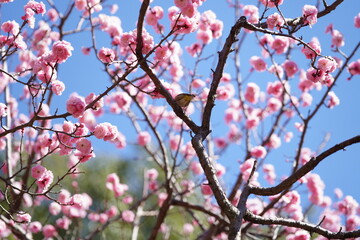 メジロと梅の花
