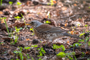 Fieldfare, Turdus pilaris, on a sprng lawn.