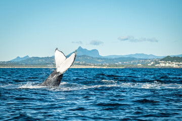 Naklejka premium Whale tail in front of Mount warning during a whale watching tour on the Tweed Coast, NSW