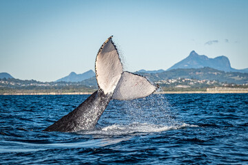 Whale tail in front of Mount warning during a whale watching tour on the Tweed Coast, NSW