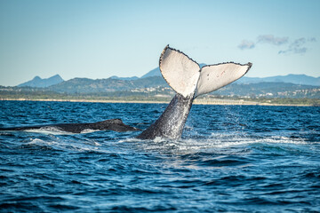 Fototapeta premium Whale tail in front of Mount warning during a whale watching tour on the Tweed Coast, NSW