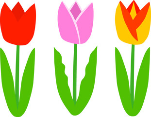 チューリップ3本セット