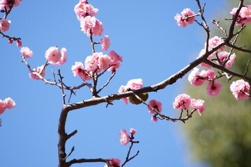 公園で咲き乱れる梅とメジロ