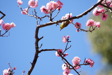 公園で咲き乱れる梅とメジロ