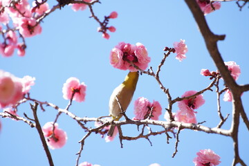公園で咲き乱れる梅とメジロ