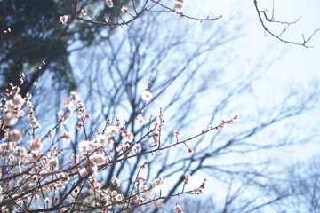 公園で咲き乱れる梅とメジロ