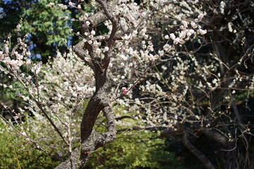公園で咲き乱れる梅とメジロ