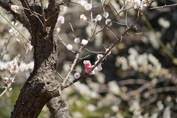 公園で咲き乱れる梅とメジロ