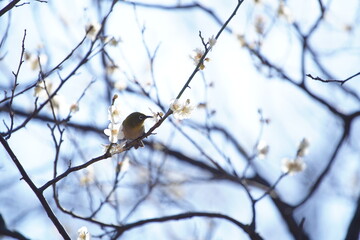 公園で咲き乱れる梅とメジロ