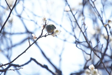 公園で咲き乱れる梅とメジロ