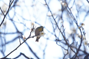 公園で咲き乱れる梅とメジロ