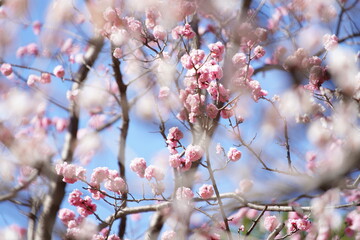 公園で咲き乱れる梅とメジロ