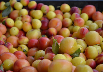red and yellow cherry plums