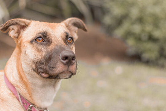 Beautiful dog looking right