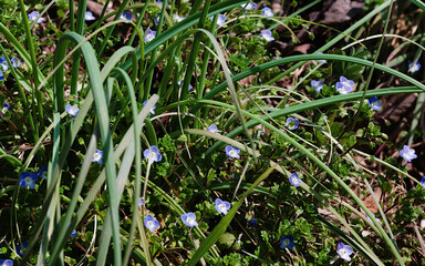flowers in the grass
