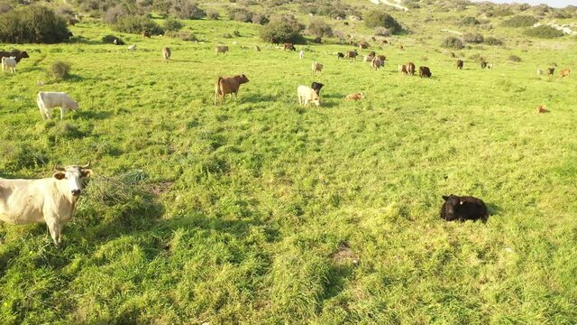 Cow herd on green hill- aerial view
, Judea plains close to Jerusalem drone view, Israel
