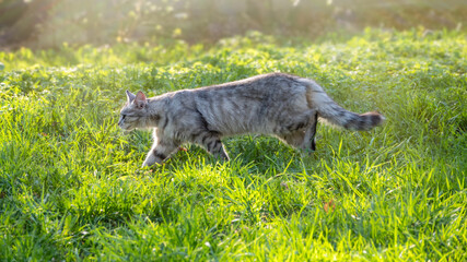 A beautiful fluffy gray cat walks on a green lawn in the sunset light.