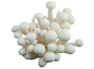 Shimeji Mushroom on white background, isolated
