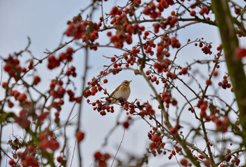 bird on a branch, tree, nature, branch, sky, snow, winter, red, blossom, season, cherry, white, blue, plant, pink, berry, cold, leaf, autumn, leaves, outdoor, bloom, blooming, natural