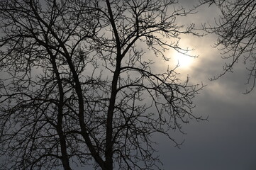 tree silhouette in the morning
