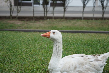 Pato