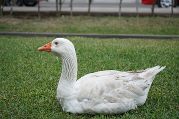 Pato