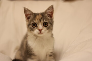 仔猫（こねこ）
