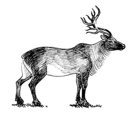 Stag deer animal. Ink black and white drawing