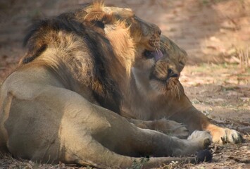 Coudle between lion and lioness
