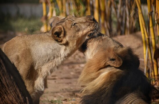 Coudle between lion and lioness