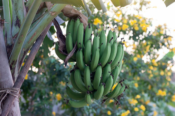 Obraz premium Bunch of raw banana on tree with sunlight in the garden.