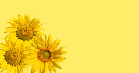 Beautiful sunflowers on bright yellow background with copy space.