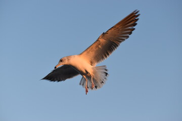 Gulls, or colloquially seagulls