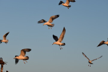 Gulls, or colloquially seagulls