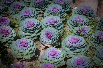 Early winter flowers in full bloom