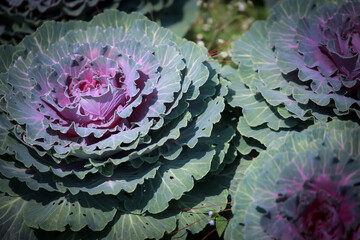 Obraz premium Early winter flowers in full bloom