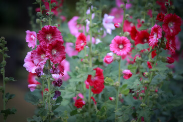 Fototapeta premium Early winter flowers in full bloom