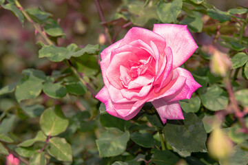 The rose is blooming to show its beauty.