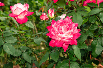 The rose is blooming to show its beauty.